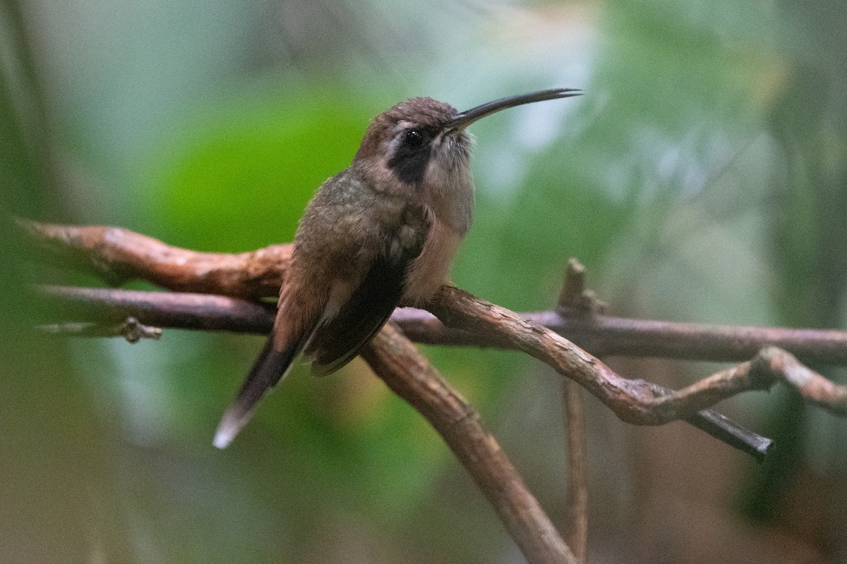 Çizgili Boğazlı Hermit - ML620732045