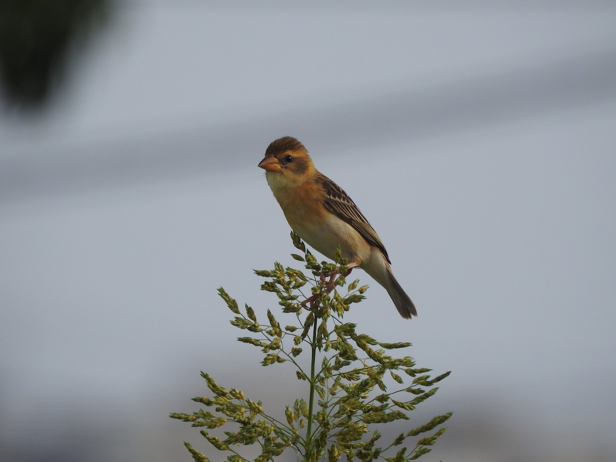 Baya Weaver - ML620732048