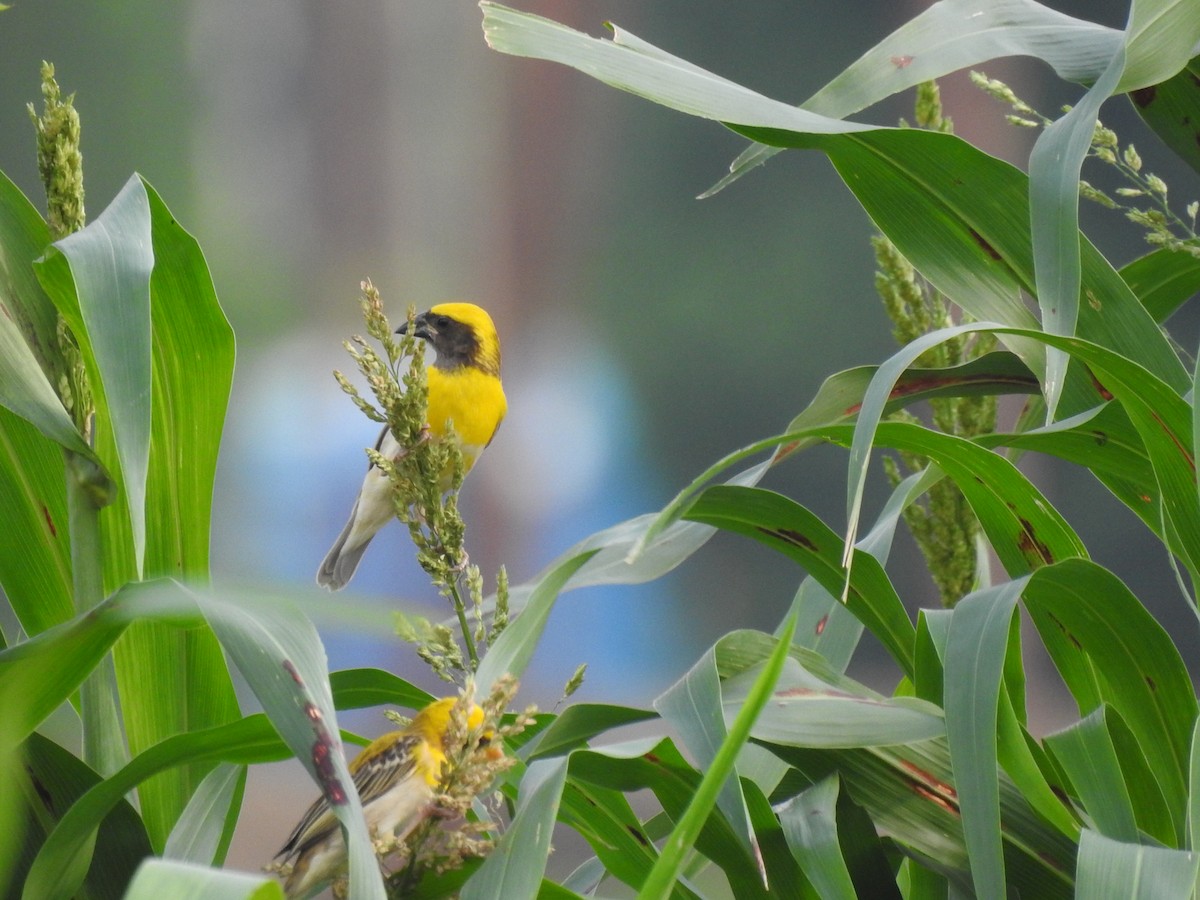 Baya Weaver - ML620732049