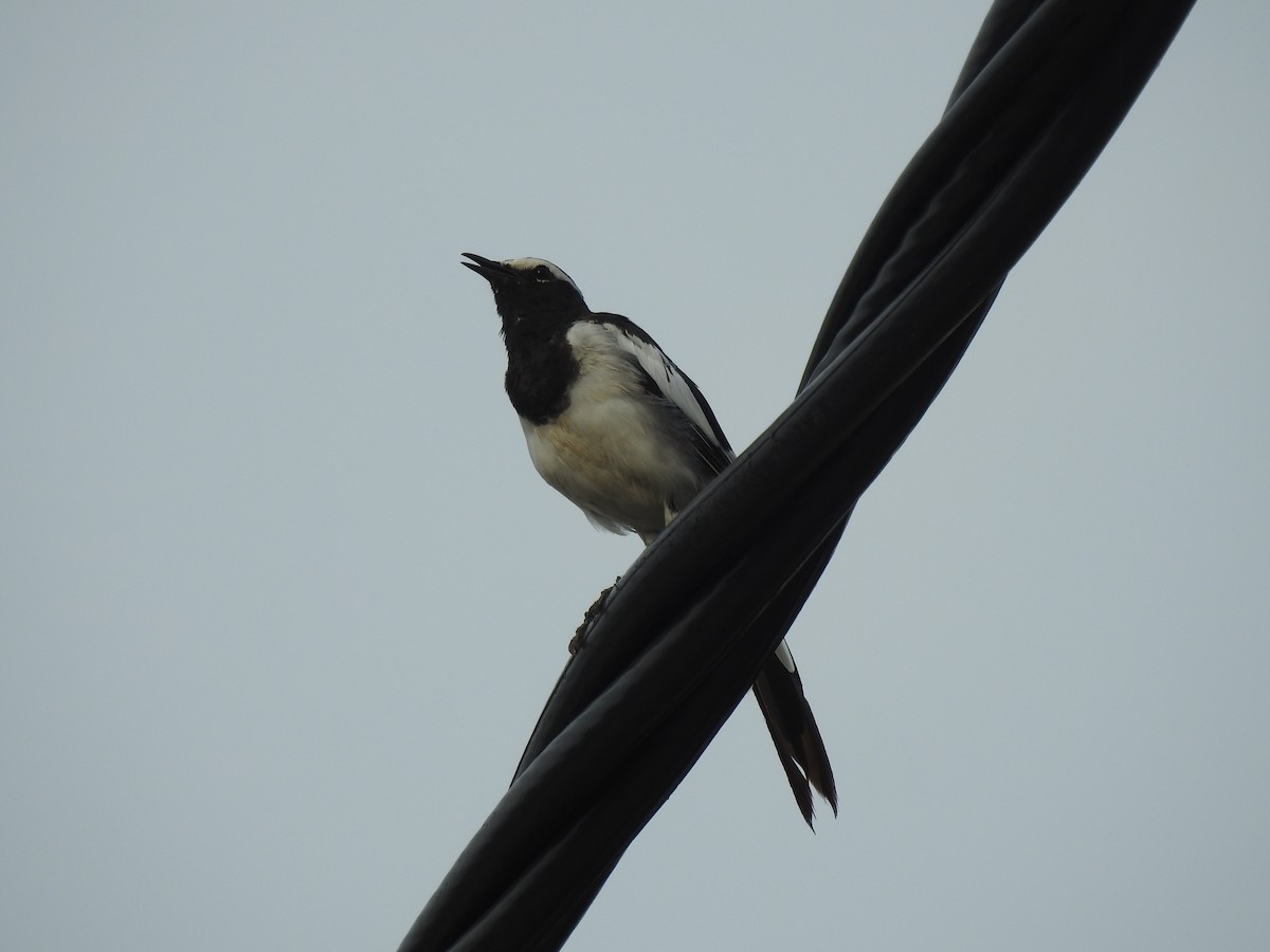 White-browed Wagtail - ML620732053