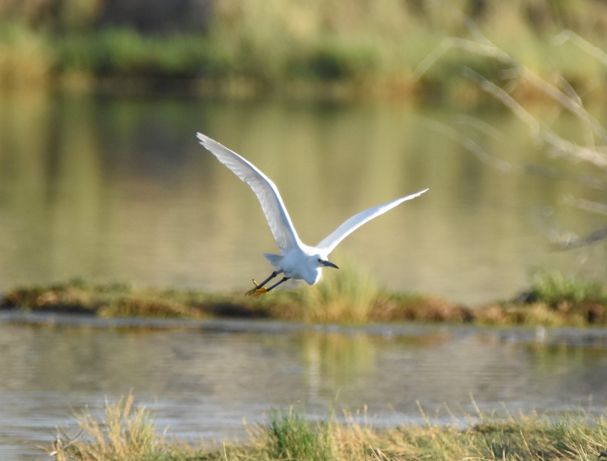 Snowy Egret - ML620732054