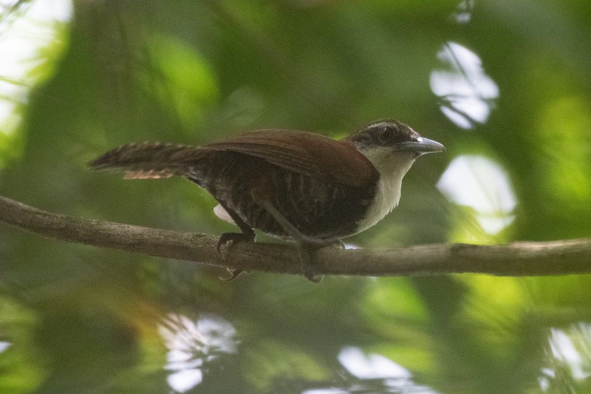 Black-bellied Wren - ML620732055