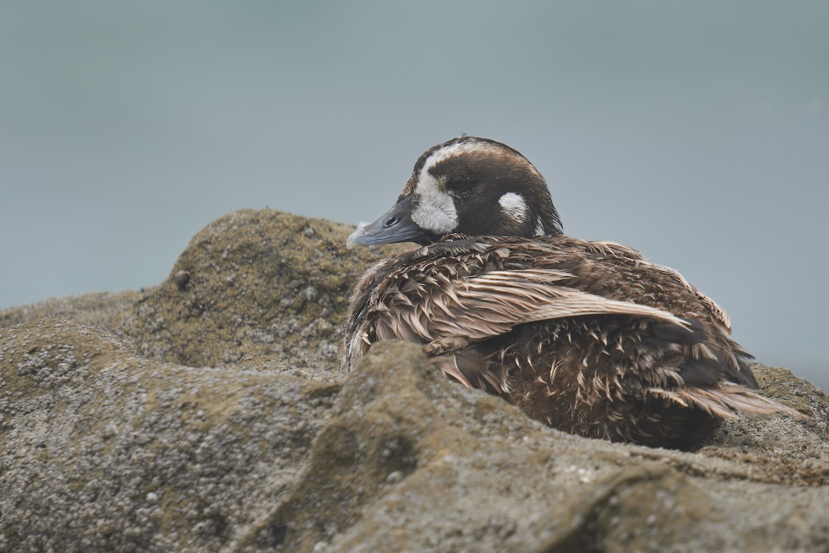 Harlequin Duck - ML620732056