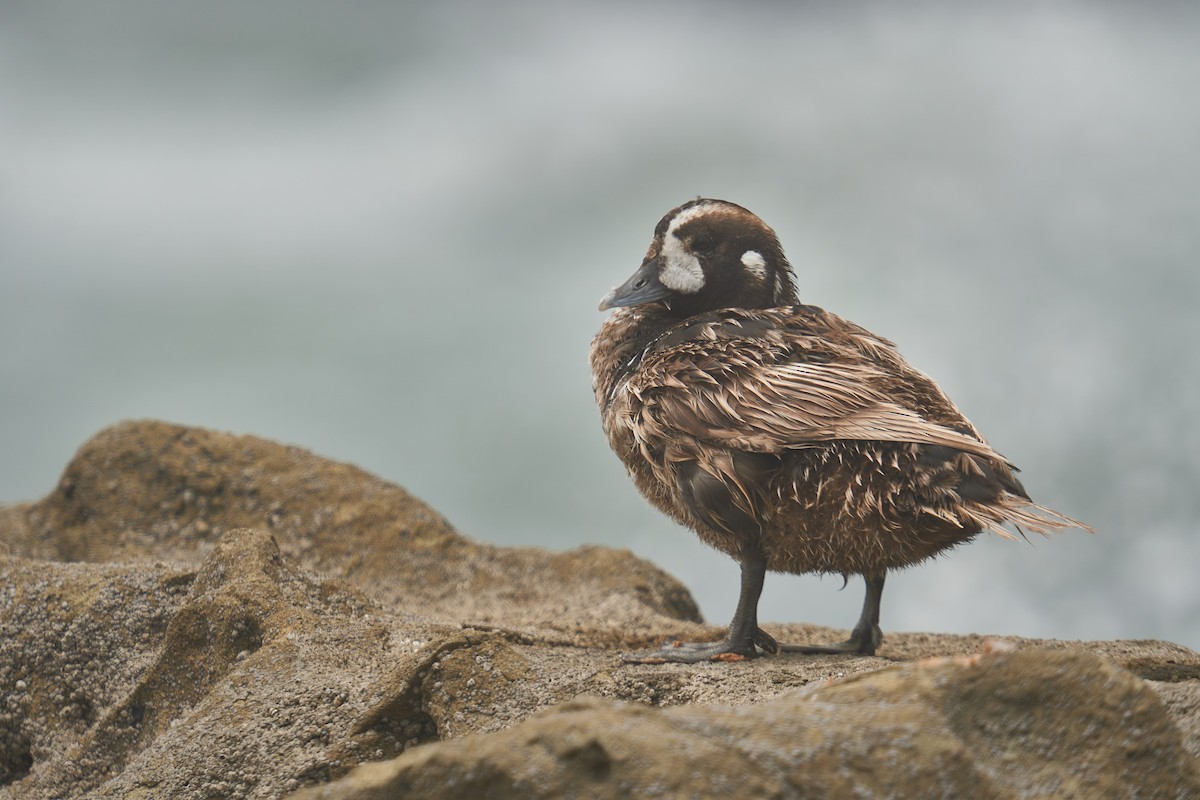 Harlequin Duck - ML620732057