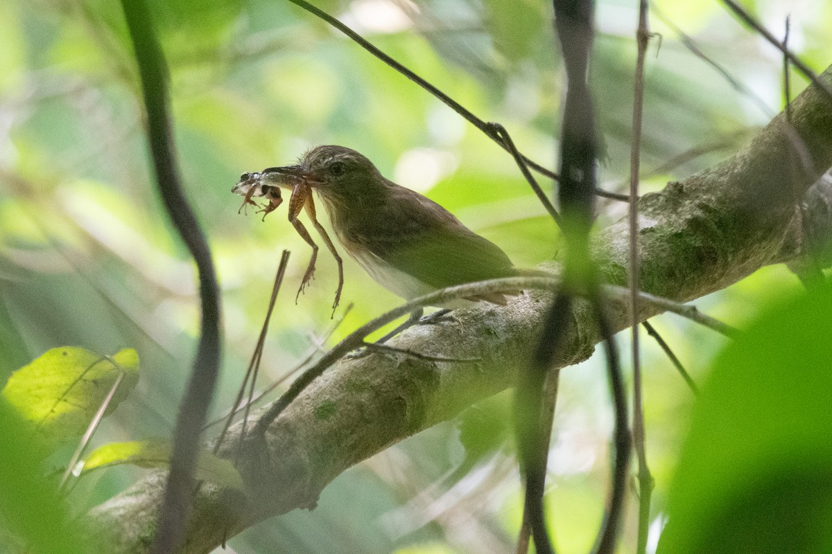 Bright-rumped Attila - ML620732059