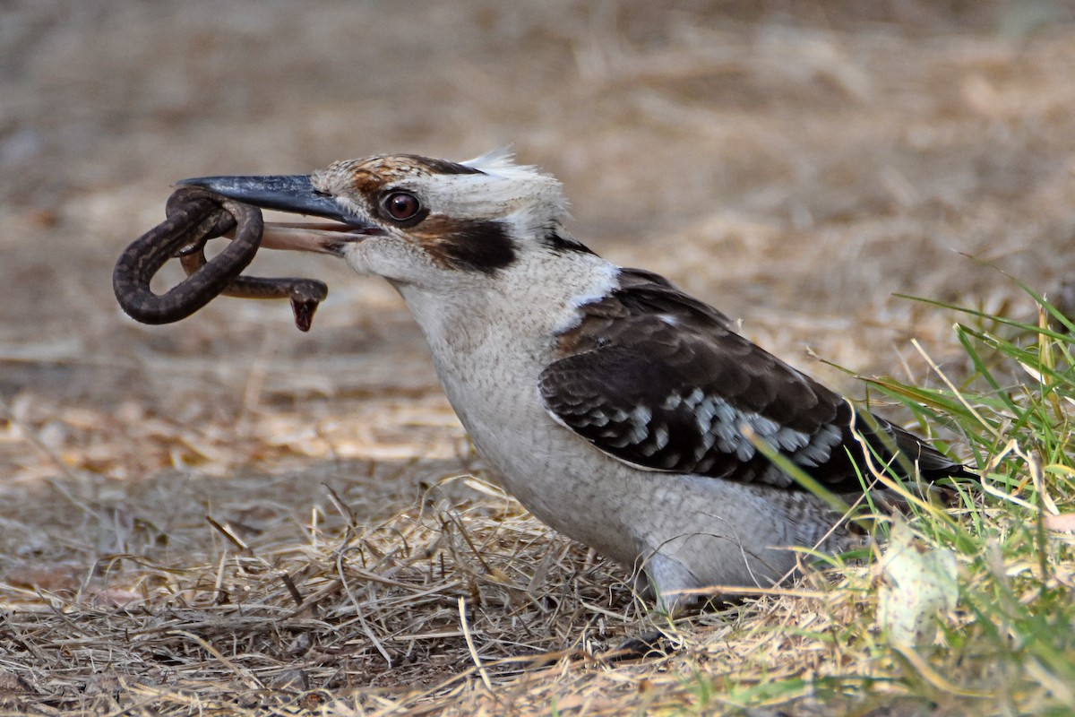 Laughing Kookaburra - ML620732067