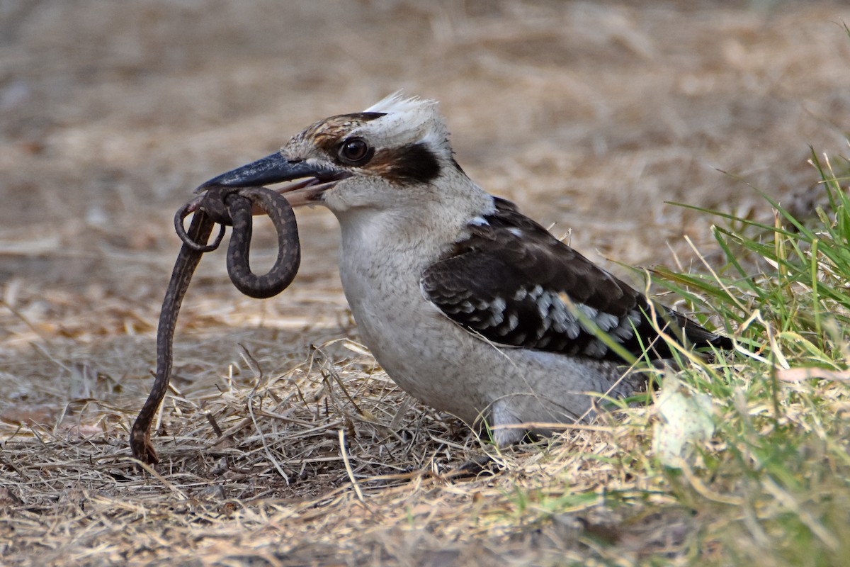 Laughing Kookaburra - ML620732068