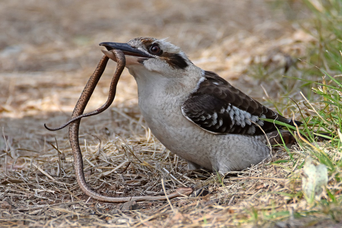 Laughing Kookaburra - ML620732069