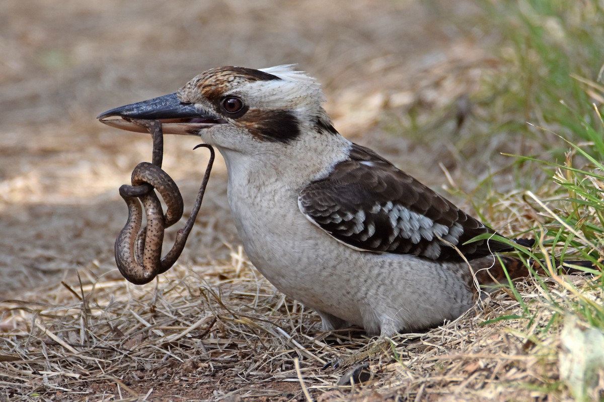 Laughing Kookaburra - ML620732070