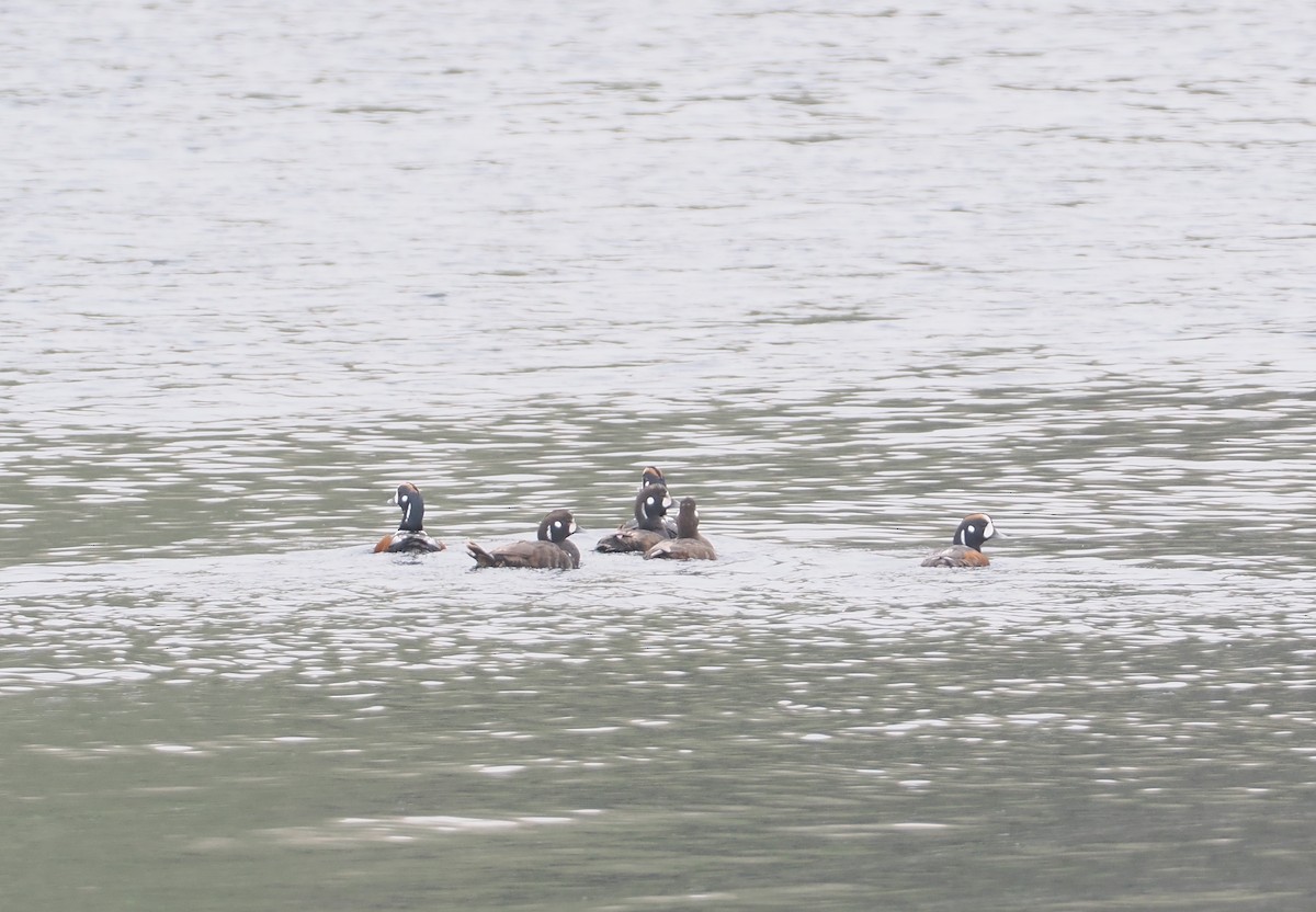 Harlequin Duck - ML620732074