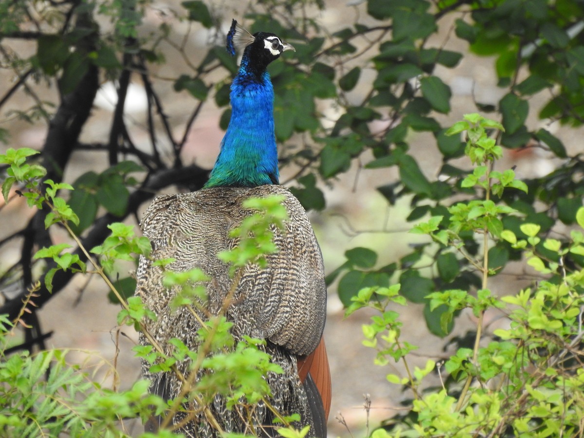 Indian Peafowl - ML620732075