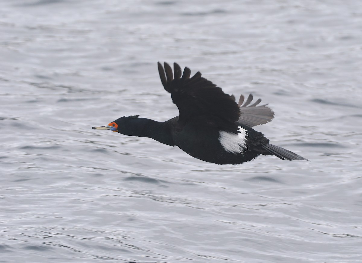 Red-faced Cormorant - Stephan Lorenz