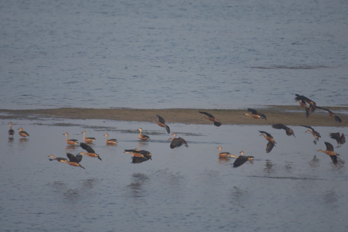 Lesser Whistling-Duck - ML620732079