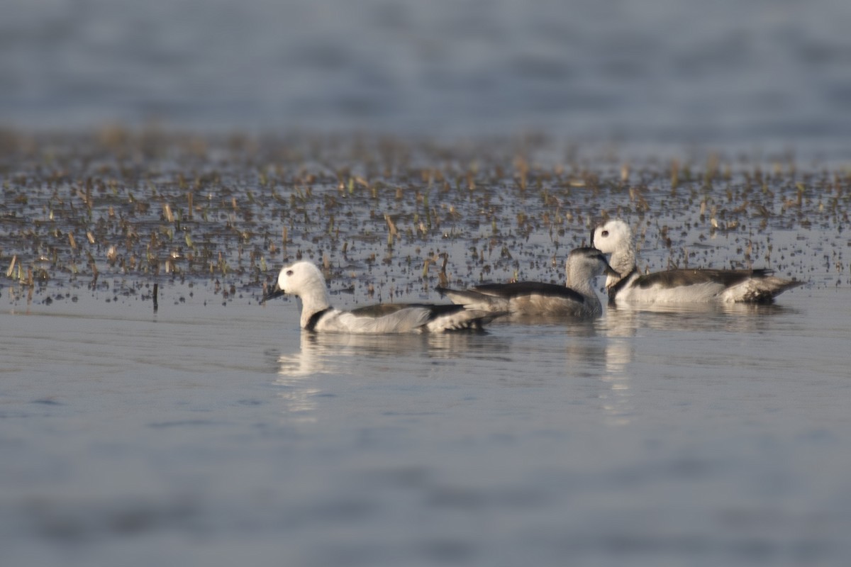 Cotton Pygmy-Goose - ML620732080