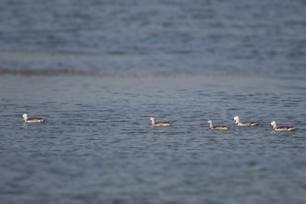 Cotton Pygmy-Goose - ML620732081