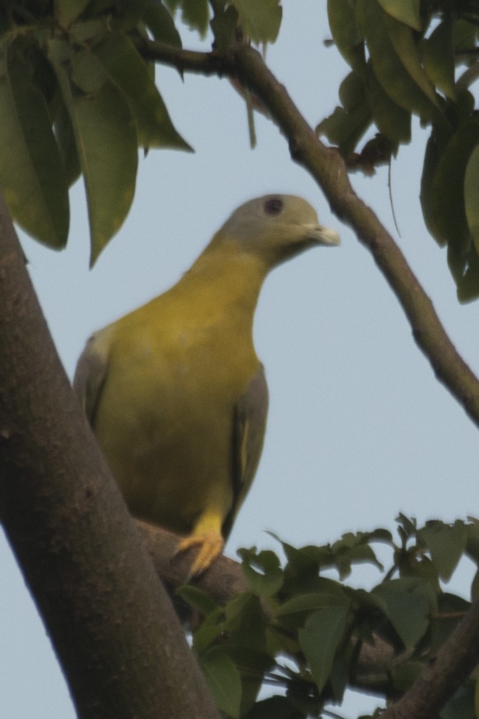 Yellow-footed Green-Pigeon - ML620732082