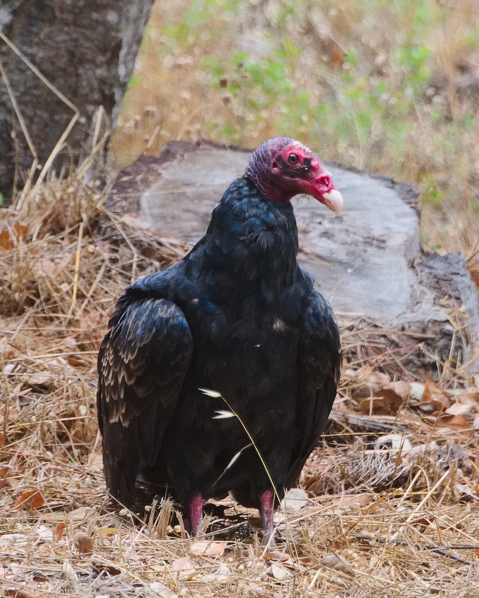 Urubu à tête rouge - ML620732083