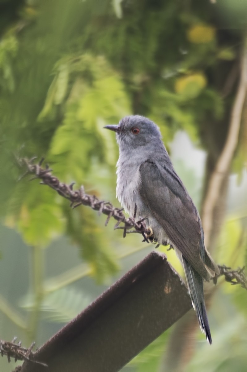 Gray-bellied Cuckoo - ML620732085