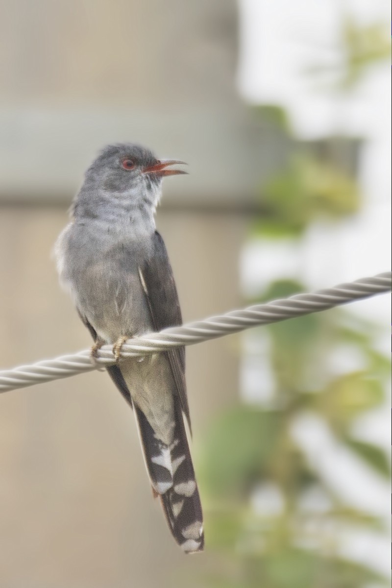 Gray-bellied Cuckoo - SOVON PARBAT