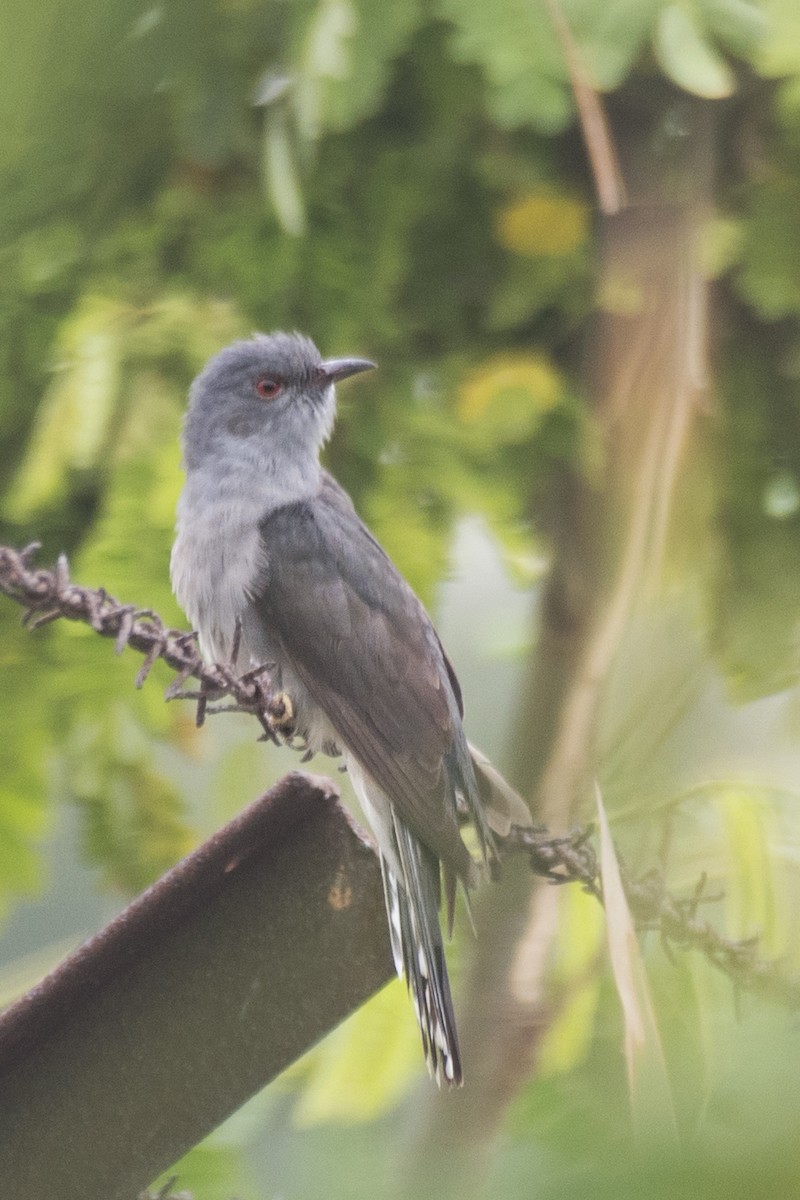 Gray-bellied Cuckoo - ML620732087