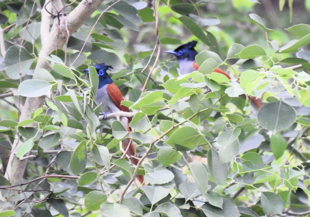 Indian Paradise-Flycatcher - ML620732089