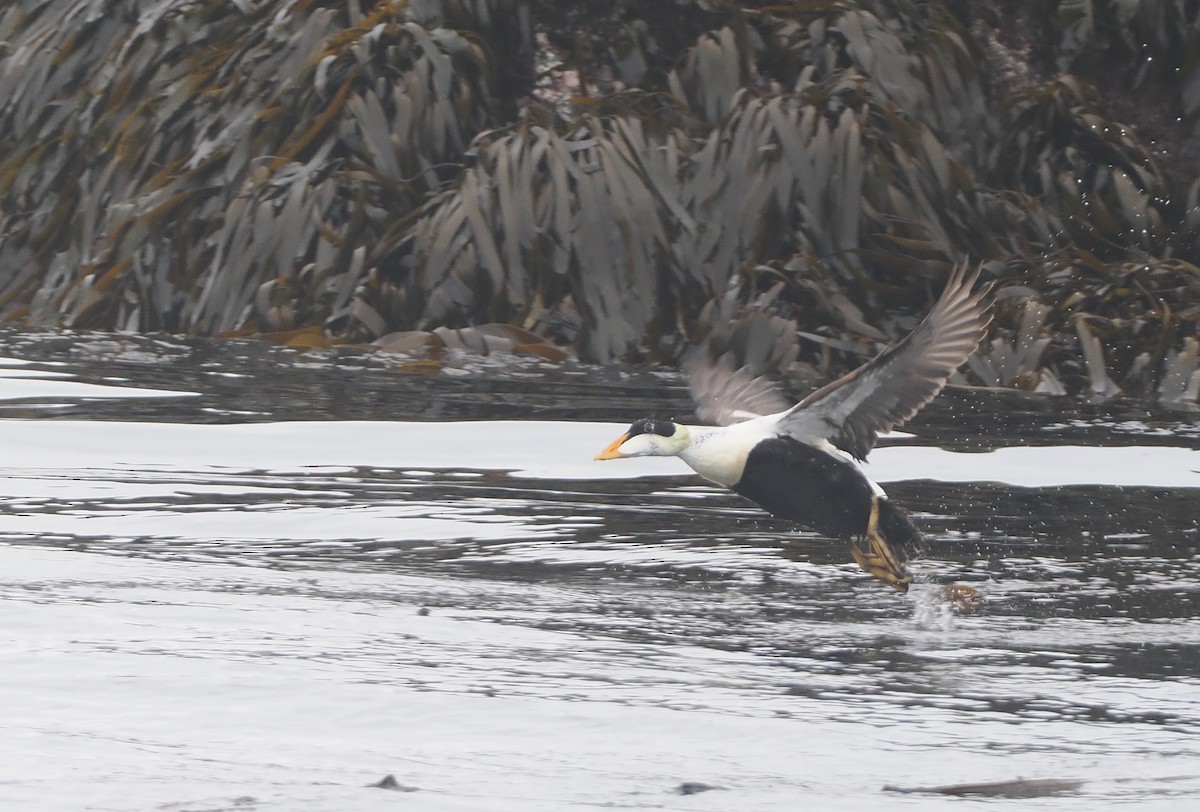 Common Eider - ML620732091