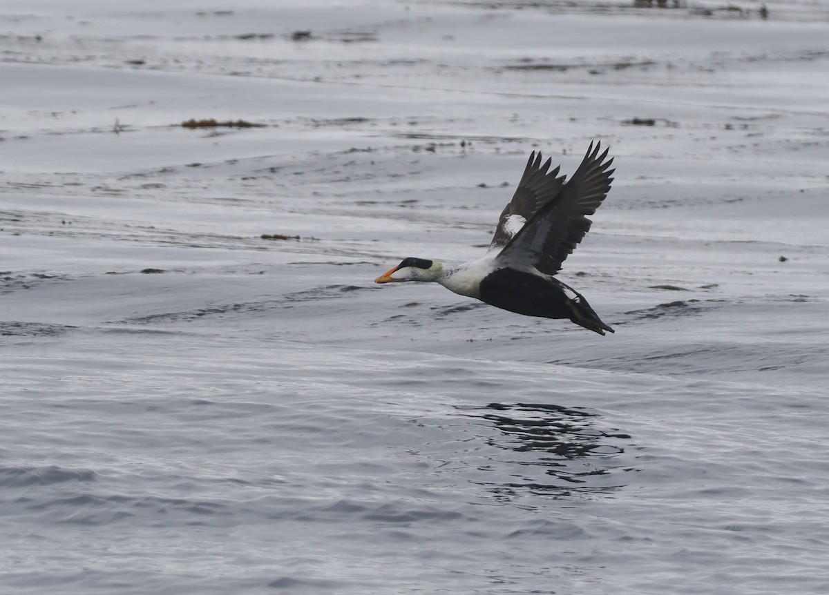 Common Eider - ML620732093