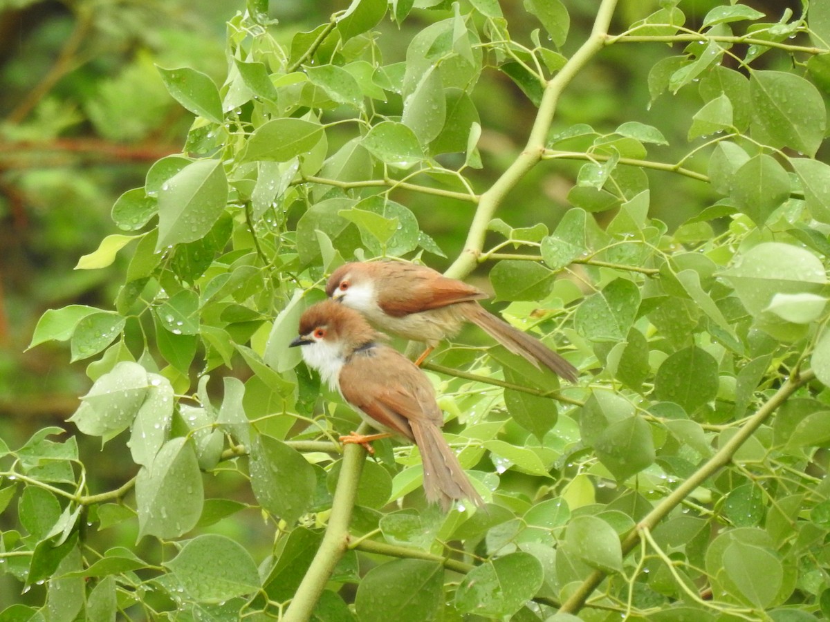 Yellow-eyed Babbler - ML620732094