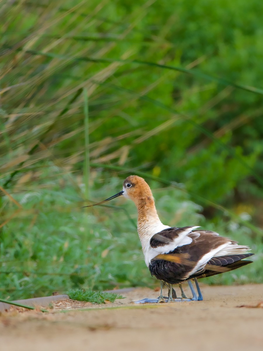 Avocette d'Amérique - ML620732095