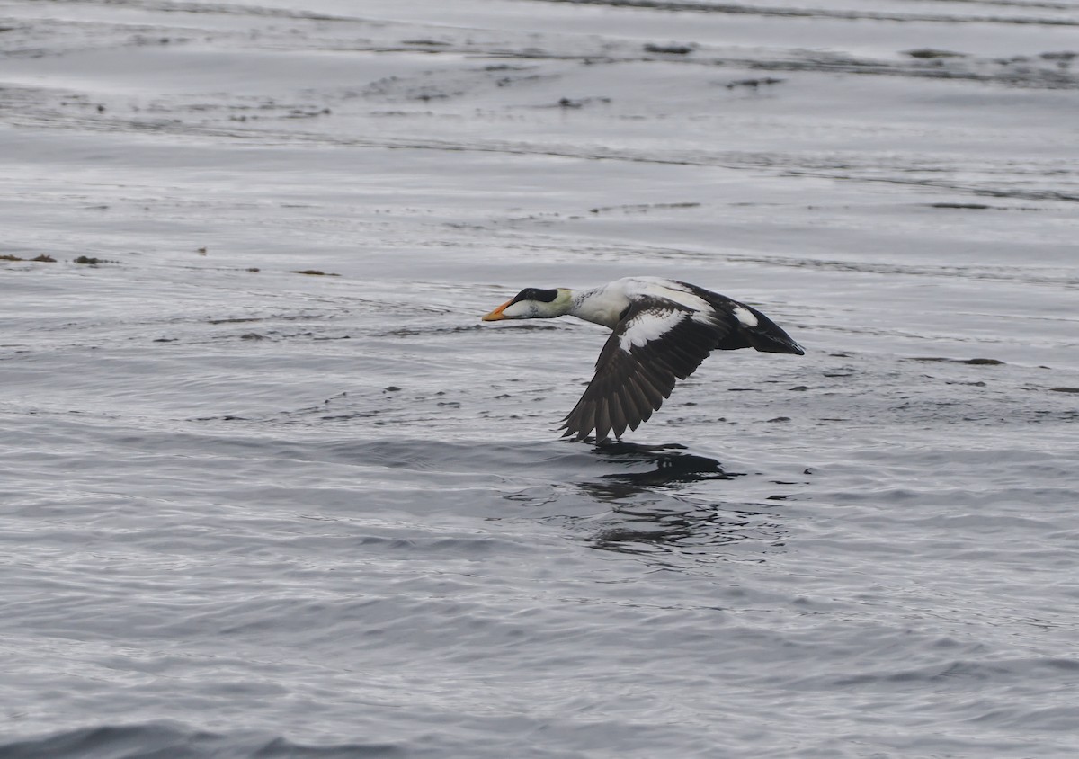 Common Eider - ML620732098