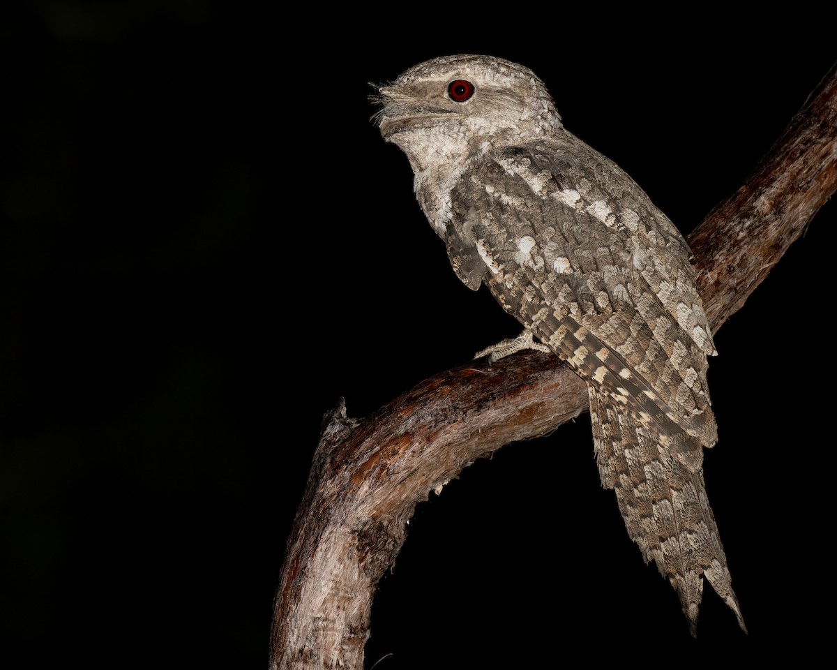 Papuan Frogmouth - ML620732102