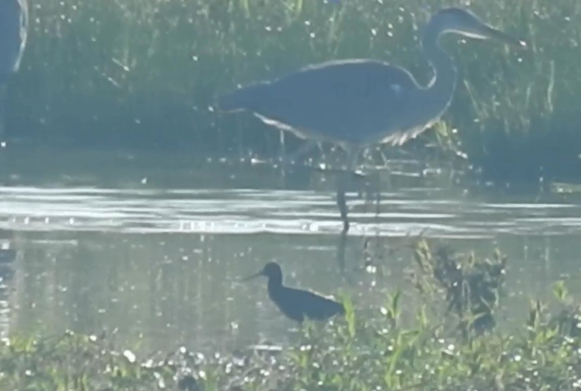 Spotted Redshank - ML620732104