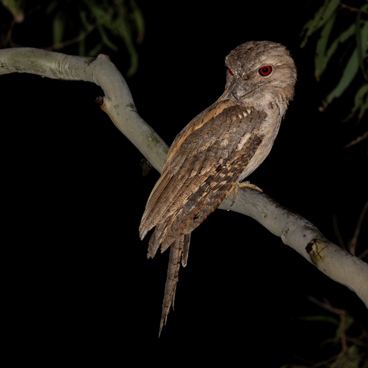 Papuan Frogmouth - ML620732105
