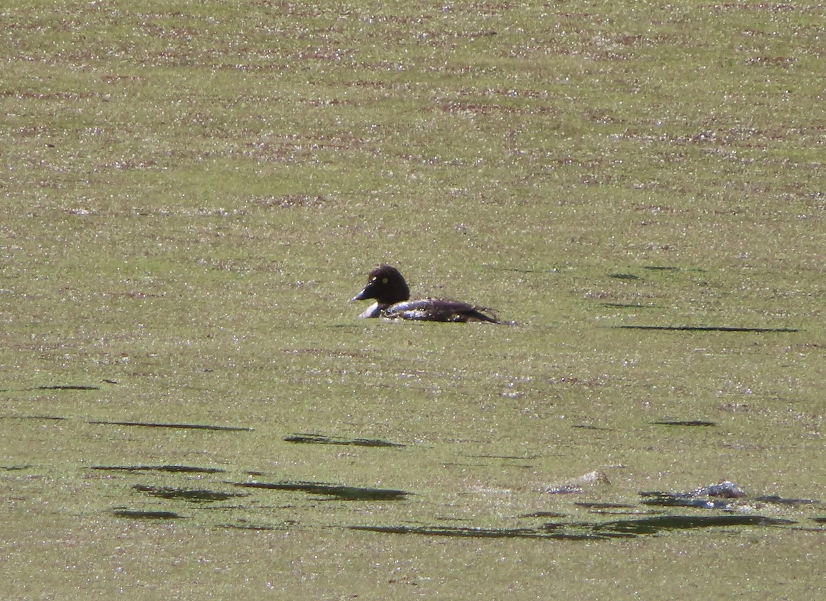 Common Goldeneye - ML620732106