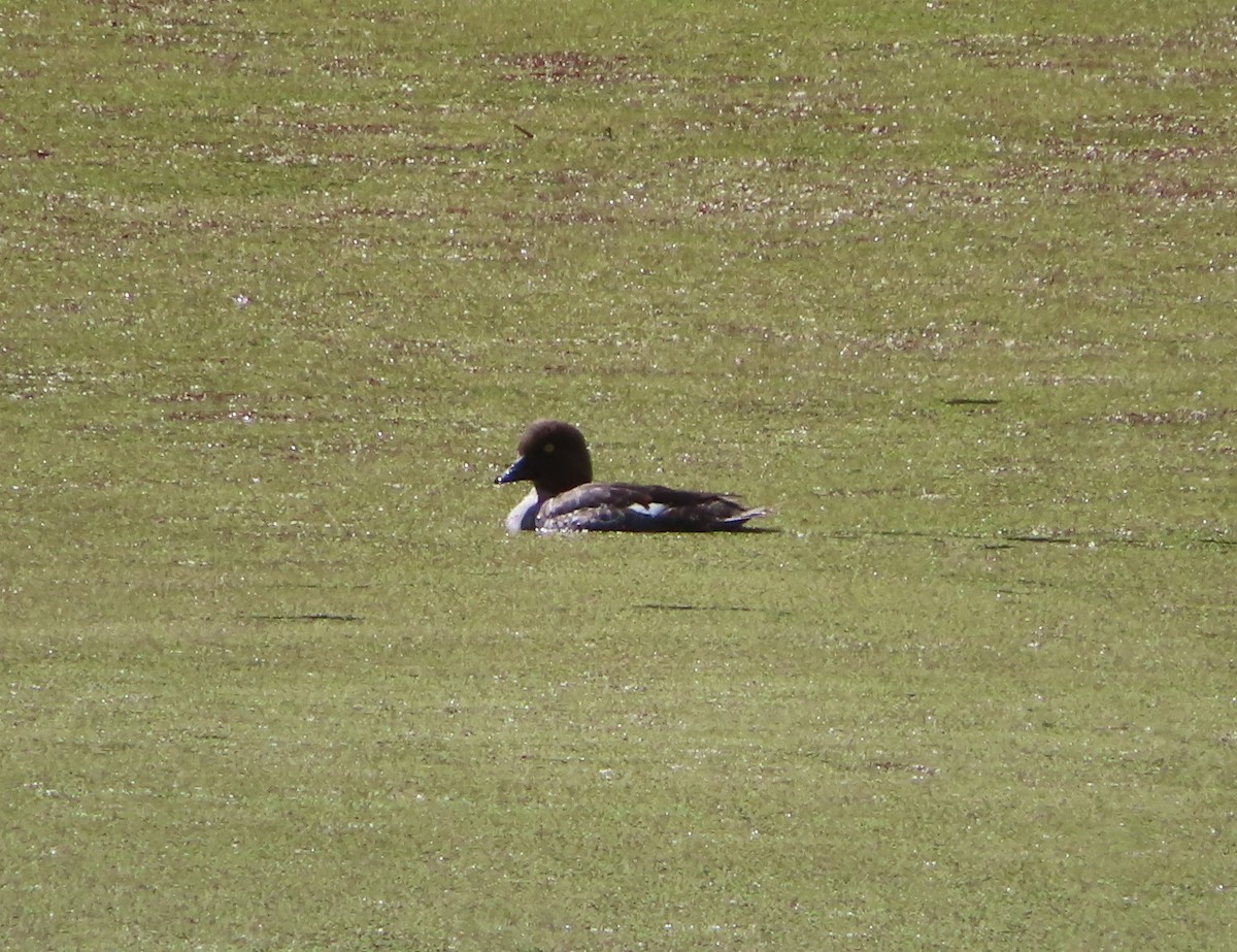 Common Goldeneye - ML620732108