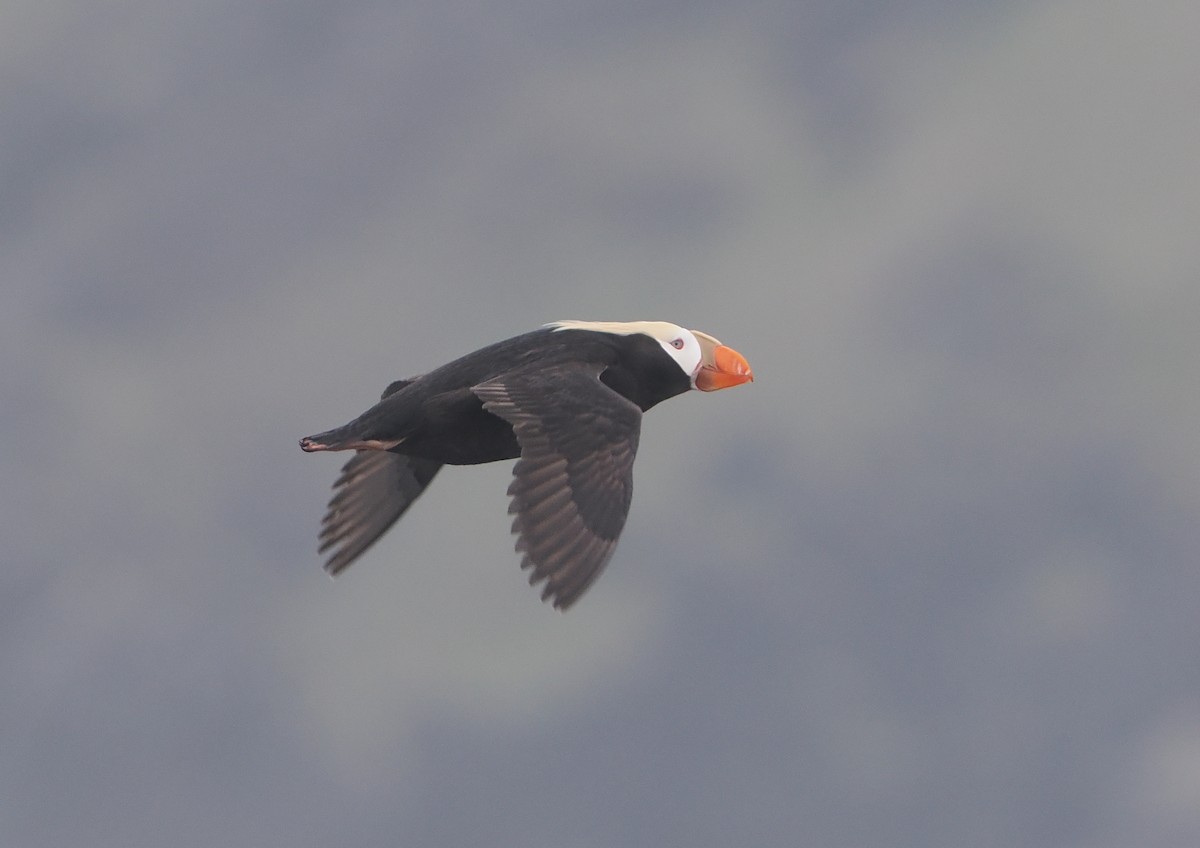 Tufted Puffin - ML620732109