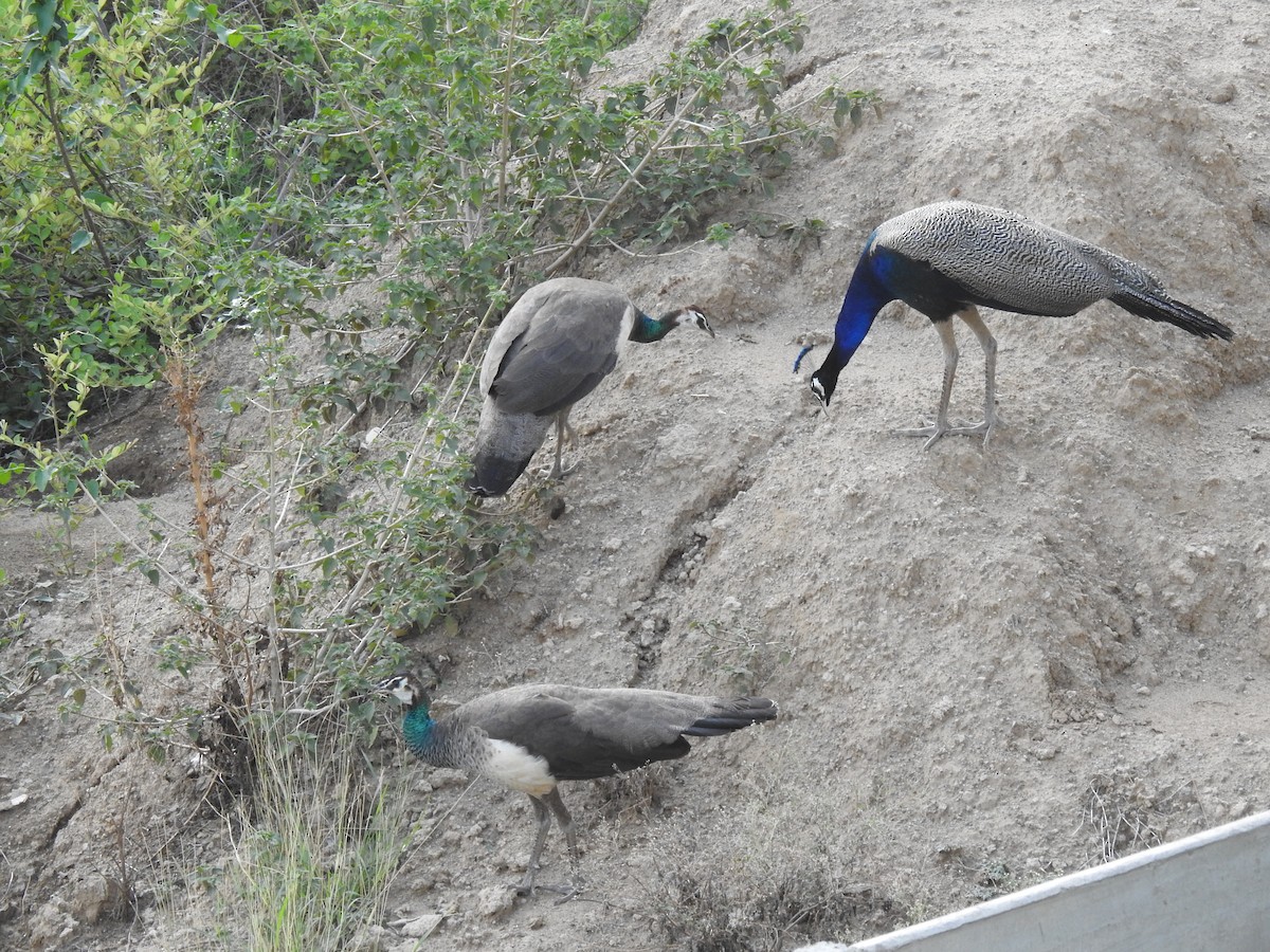 Indian Peafowl - ML620732110