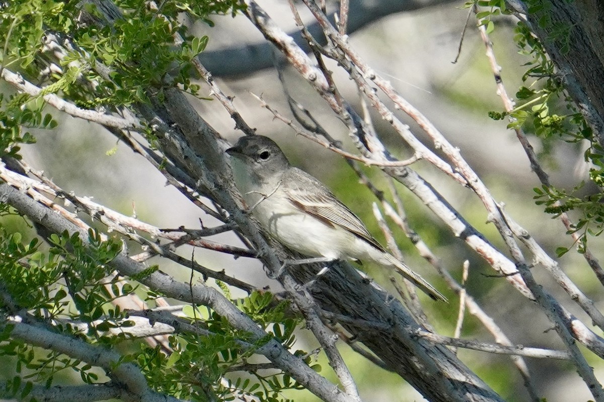 Bell's Vireo - ML620732111