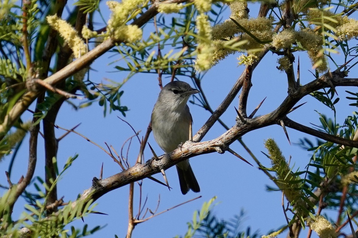 Bell's Vireo - Nick Thorpe