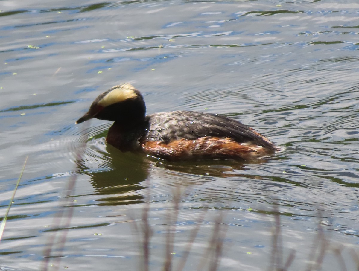 Horned Grebe - ML620732113