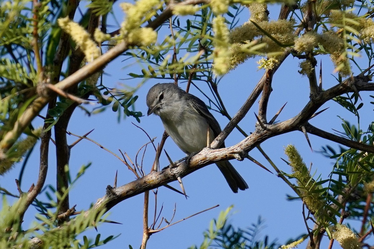 Braunaugenvireo - ML620732114