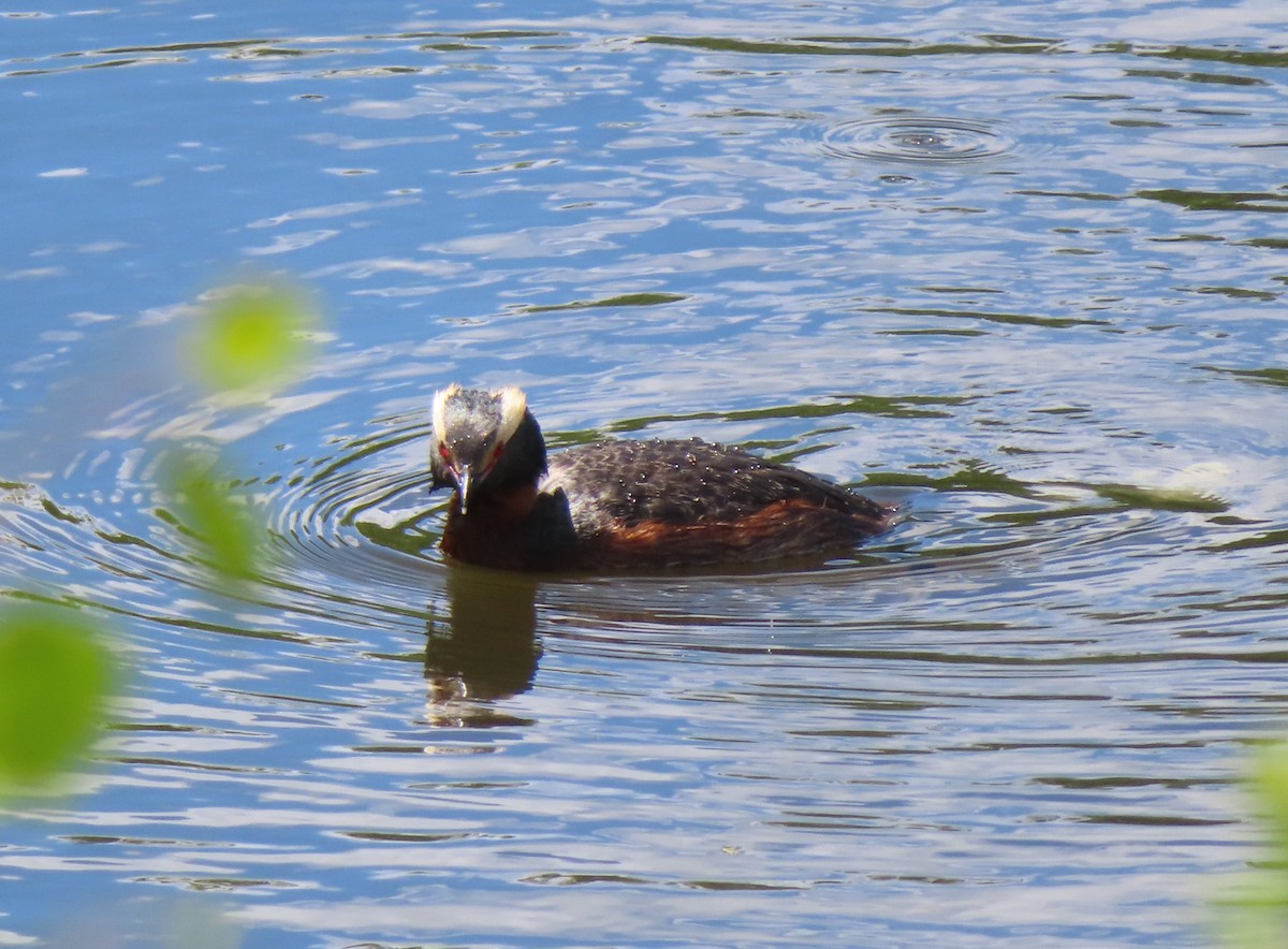 Horned Grebe - ML620732116