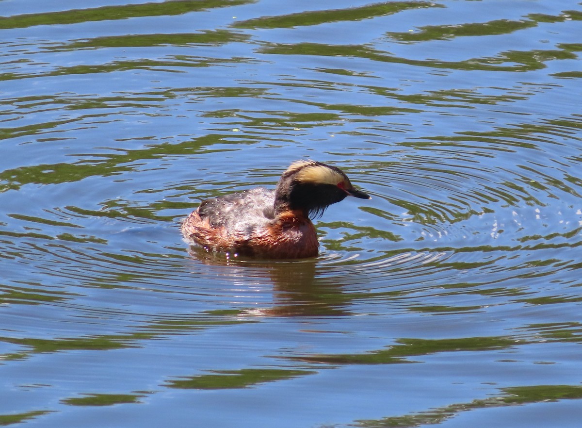 Horned Grebe - ML620732117