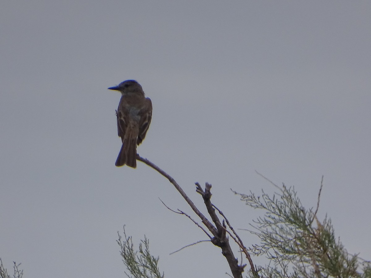 Ash-throated Flycatcher - ML620732119