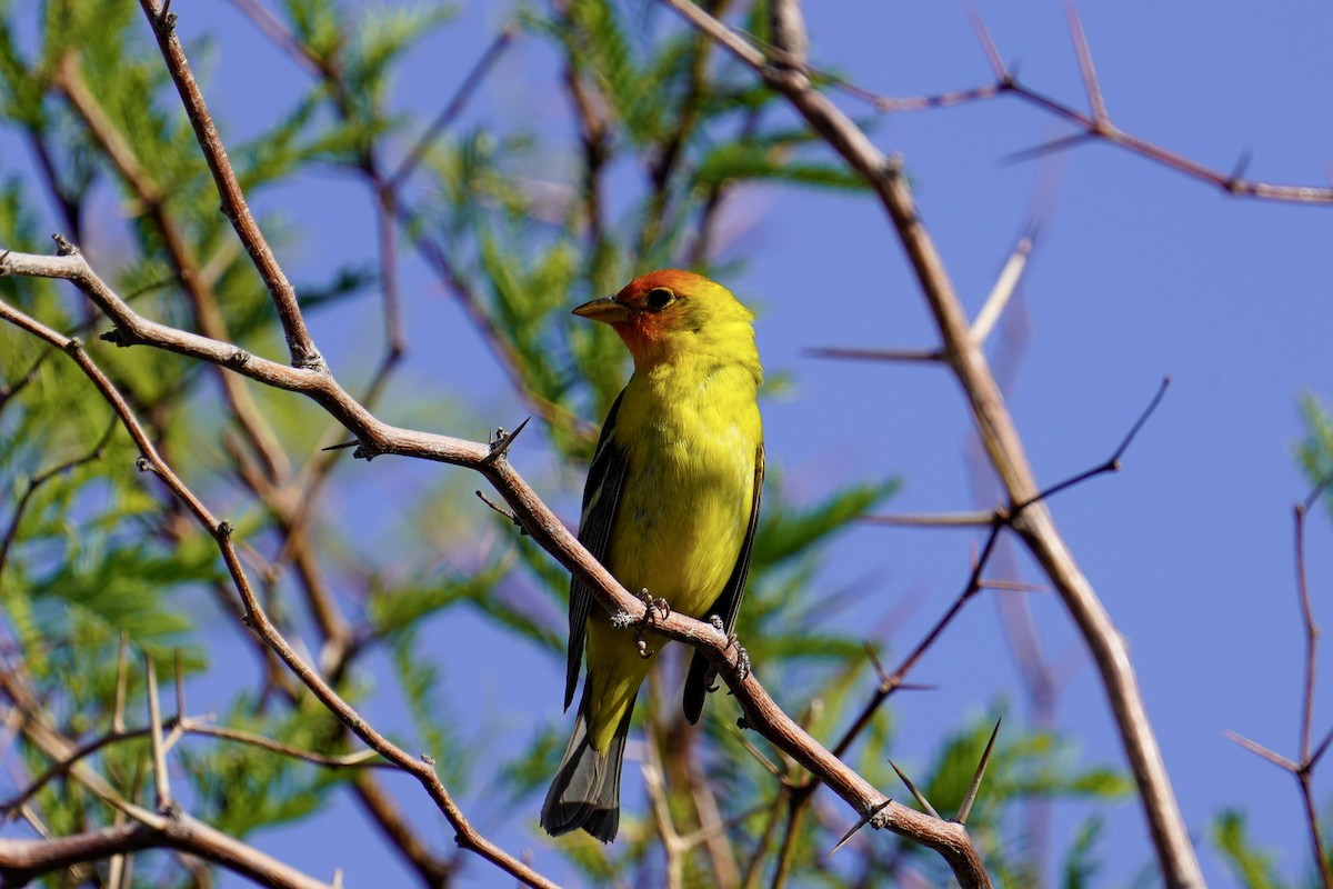 Western Tanager - Nick Thorpe