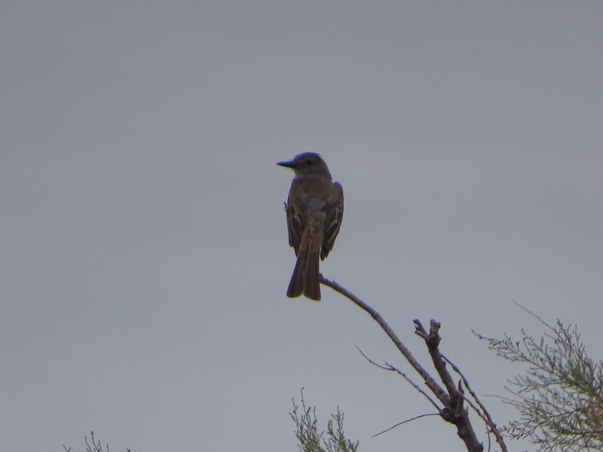 Ash-throated Flycatcher - ML620732125