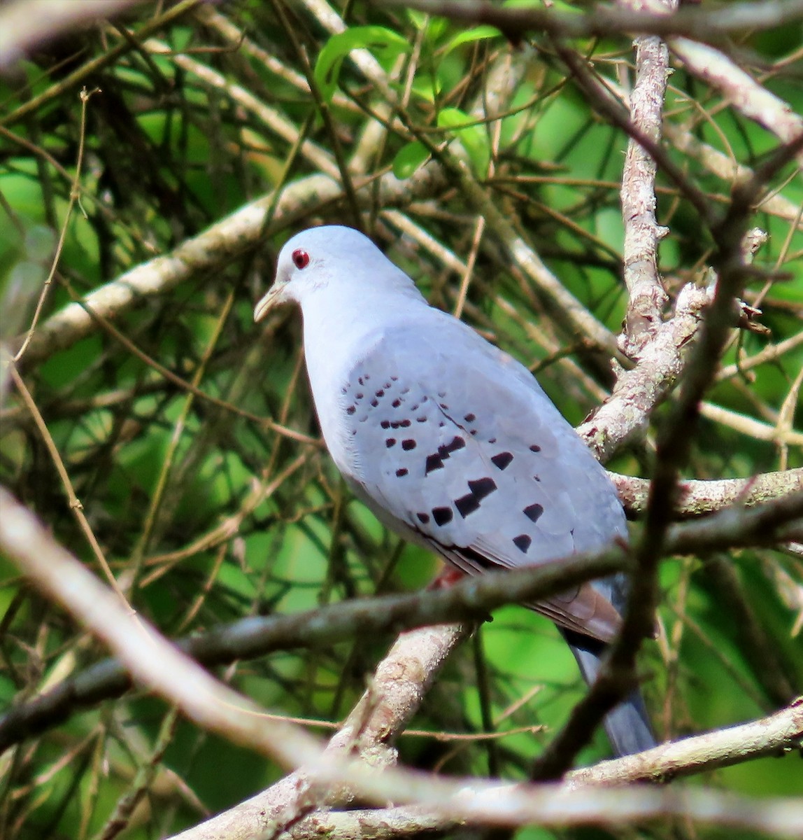 Blue Ground Dove - Carolina Molina Pérez