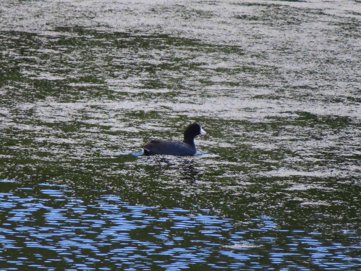 American Coot - ML620732128