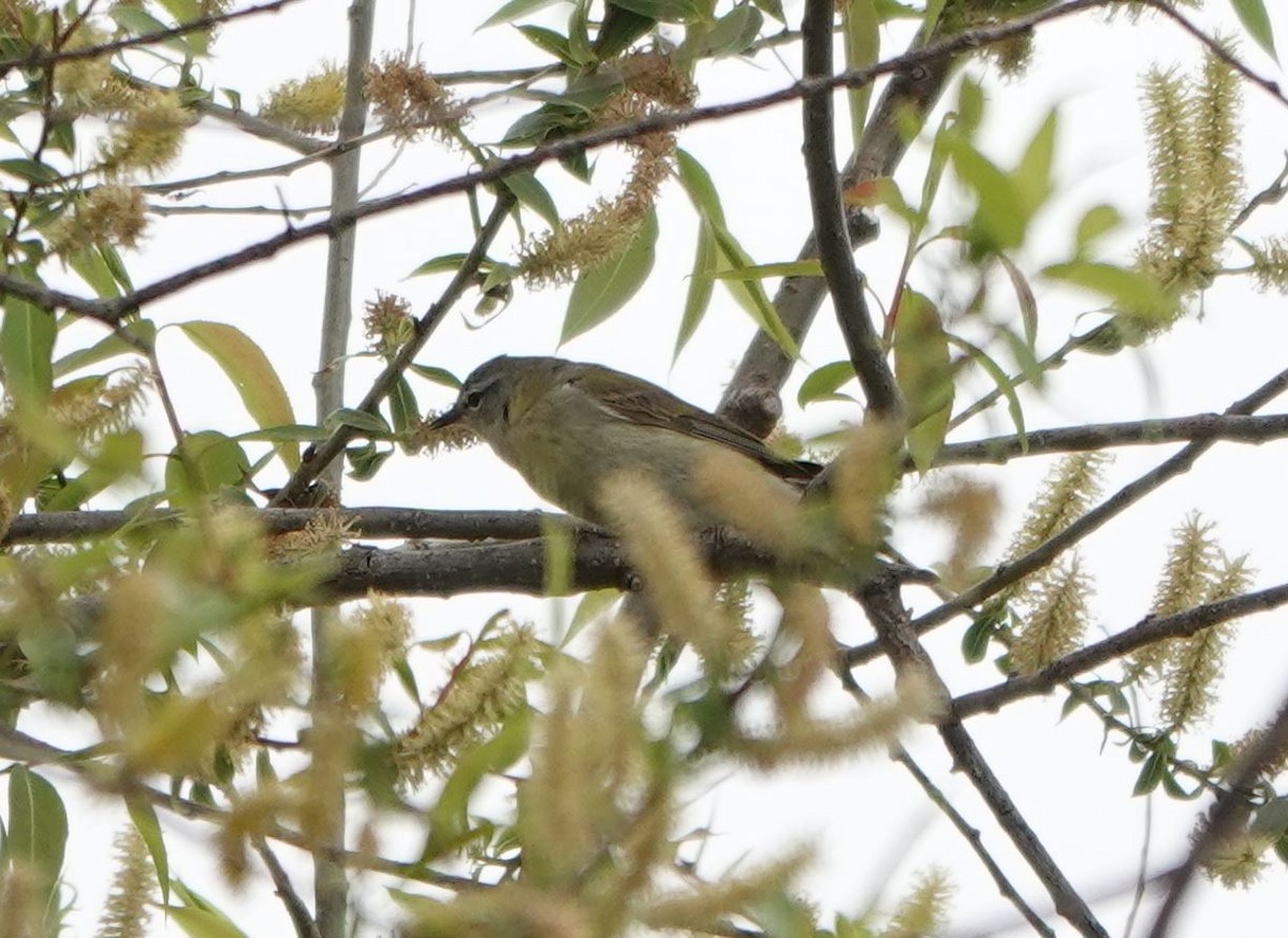 Tennessee Warbler - ML620732129