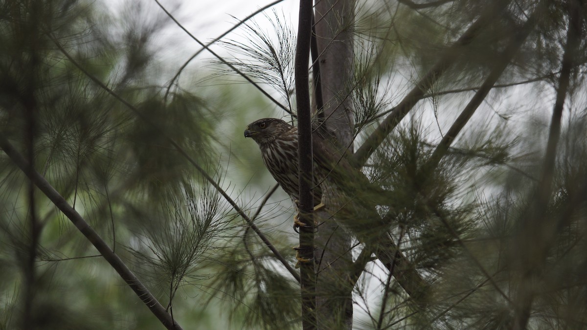 Cooper's Hawk - ML620732130